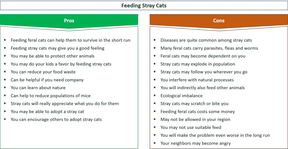 Should You Feed Stray Cats? 26 Pros & Cons You Have To Know - GP